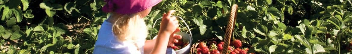 Child picking strawberries in Pemberton Valley